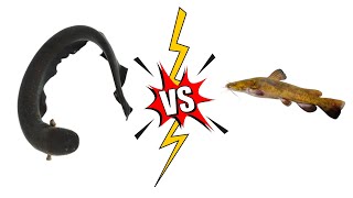 Electric Eel vs Little Cat Fish [upl. by Auoh]