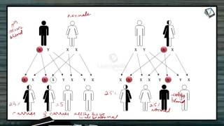 Color Blindness explained in a simple manner Principles of Inheritance and Variation Botany XII [upl. by Oinesra]