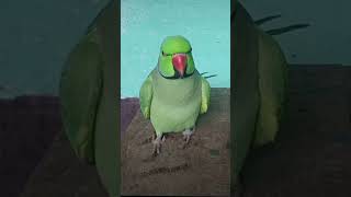 Parrot talking papa talkingparrort petbird birds perrot talkingparrot parrottalking funny ta [upl. by Rothstein648]