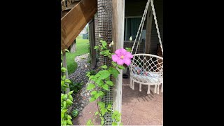 Finally A Trellis to Grow Climbing Plants on Your Deck Posts use a Scroll Trellis clematis diy [upl. by Zenda]