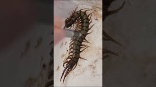 Whats the difference between a centipede and a millipede Part 3 science minibeasts stem [upl. by Mikal225]