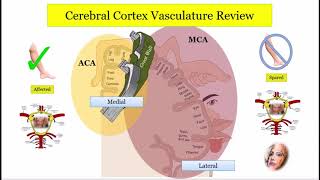 12DaysinMarch Stroke Localization Cortical Part 1 of 3 for the USMLE Step One Exam [upl. by Swinton]