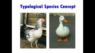 Typological Species Concept [upl. by Volnay]