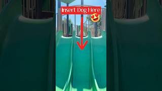 When a Dog Enjoys The Slide dog youtubeshorts [upl. by Htebazila]