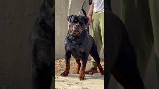 Robust Rottweiler ice cube rottweiler rotts food pets rottweil dog [upl. by Sarat]