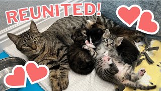 Mama Cat Reunited with Kittens After Weeks Apart [upl. by Auhsaj]