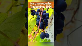 Weinlese 2024 Hartmannsdorfer Traubenblut [upl. by Ramonda]