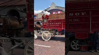 Budweiser Clydesdales fortworthstockyards￼ [upl. by Emerald]