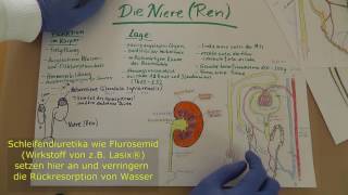 Niere amp Nephron Wiederholung Anatomie amp Physiologie Wissen für Rettungsdienstler RSRH [upl. by Convery]