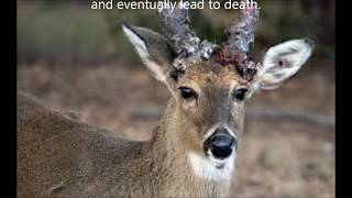 quotZombiequot Deer Disease CWD Explained [upl. by Miles]