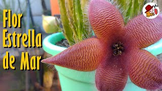 Impresionante Floración de la STAPELIA GRANDIFLORA [upl. by Eciralc]