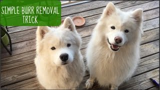 How To Easily Remove Burrs from Dog Fur Shown on Samoyeds [upl. by Lucho]