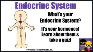 Endocrine System [upl. by Ecnerol432]