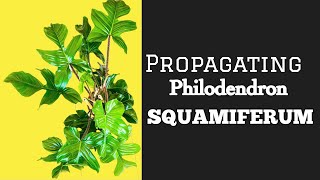 Propagating Philodendron SQUAMIFERUM [upl. by Nealah265]