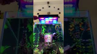 WRGB light for Planted Aquarium DIY shorts [upl. by Opiak301]