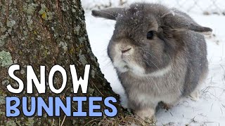 SNOW BUNNIES  Bunny Music Video [upl. by Cini]