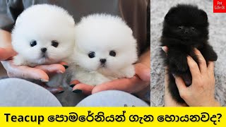 Teacup Pomeranian  මිල අධිකම චුටි සයිස් පොමරේනියන්  Teacup Pomeranian Sinhala  Pet life lk [upl. by Hunfredo]