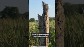 Potoo bird and its baby doing a good camouflage job 😲 [upl. by Sacks621]