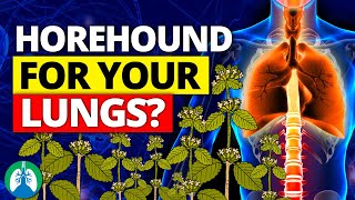 How to Detox and Cleanse Your Lungs with Horehound ❓ [upl. by Nwadal]