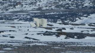 Wild Arctic Svalbard HD [upl. by Dilisio851]