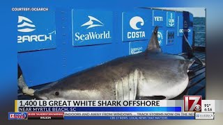 Massive great white shark detected off Myrtle Beach [upl. by Esertak]