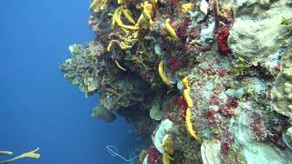 13 Cruising the Wall Santa Rosa Wall Cozumel [upl. by Annmaria]