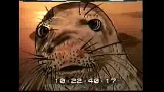 LOST ANIMALS CARRIBEAN MONK SEAL [upl. by Ahearn715]