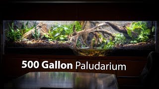 I Built a 500 GALLON PALUDARIUM at Pondemonium [upl. by Beesley]