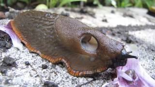 Sammy my pet slug eating a poppy petal Natural history at its best [upl. by Ynnoj308]