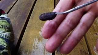 Huge Botfly Maggot Removed From A Chipmunk Cuterebra Larva [upl. by Edlitam518]