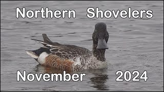 Northern Shovelers  Nov 2024 [upl. by Wershba]