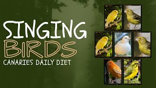 4 Canaries Having VEG ForYou TrendingNow InstaReels ViralVideo DailyShorts Entertainment FYP [upl. by Neala]