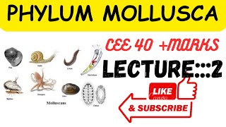 Phylum mollusca lecture2 ceee zoology all lectures [upl. by Danby]