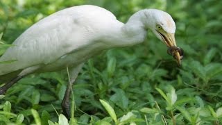 bird sound hunting ampcattle egret and grazing cattle relationship [upl. by Ecinwahs320]