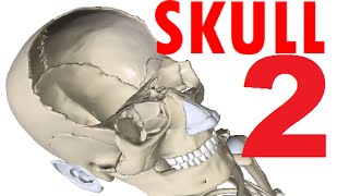 Skull Anatomy  Bones Of The Skull  Head Anatomy 2 [upl. by Zinn594]