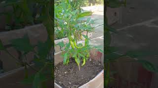 organic chilli plants at home organicfood organic short [upl. by Aicertal]