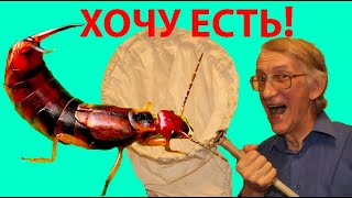 Чем Питается Уховертка Forficula auricularia Как и Чем Голодная Уховертка Ужинает [upl. by Sirenay]