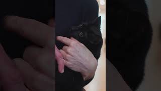 Humped Back amp Refusing to WALK  Kitten Gets Chiropractic Help [upl. by Alra]