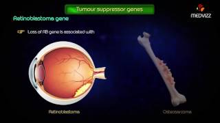 Tumor suppressor genes  Usmle step1 pathology highyield [upl. by Landon470]