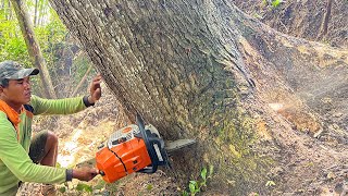 Extreme Felling and evacuation of trees in difficult locations [upl. by Chiang]