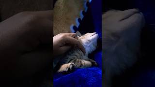 Cutecat loves pampering cat cute catvideos kitten catlover meowworld [upl. by Nnylahs]