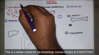 Anaemia  anemia  Types of anemia  microcytic normocytic amp macrocytic  Blood Physiology  Bangla [upl. by Kamillah]