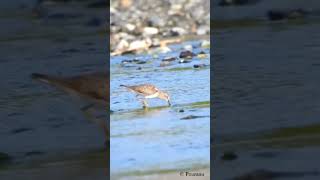 Temmincks Stint Calidris temminckii subscribe wildlife migratorybird bagichaibulbuli [upl. by Notloc]