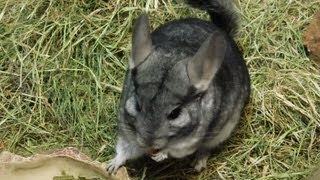 Adorable LongTailed Chinchillas Eat Carrots at the San Diego Zoo Safari Park [upl. by Yahsel]