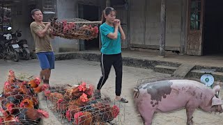 Catch chickens and sell them to traders Disinfection kills African cholera virus in pigs Ep 226 [upl. by Sorcim]