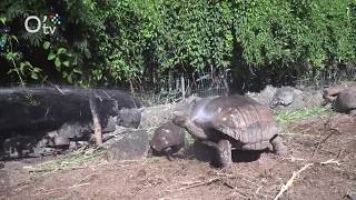 Des tortues géantes à La Réunion [upl. by Ahtoelc]