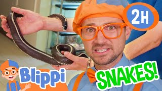 Blippi and Meekah Learn About Snakes 2 Hours of Educational Videos for Kids and Families [upl. by Wohlert168]