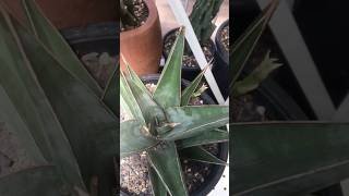 Sansevieria Pinguicula has new pup on october 2024 dracaena sansevieria [upl. by Scever]