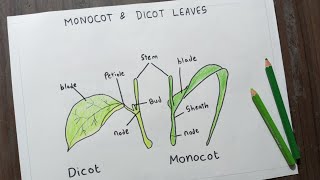 Monocot amp Dicot Leaves Diagram  Label Drawing Of Monocot amp Dicot Leaves  Science Diagram [upl. by Tyne]