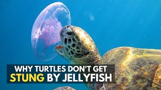 How do sea turtles eat jellyfish without getting stung [upl. by Irtimid648]